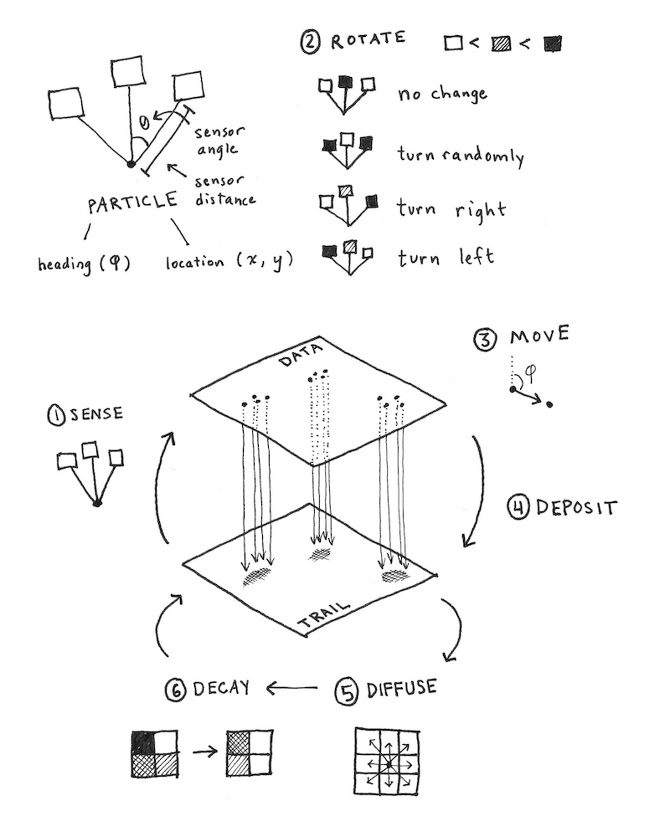 Physarum simulation steps
